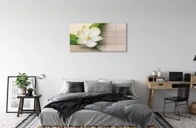 Sklenený obraz biela magnólia 100x50 cm