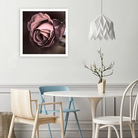 Obraz na plátně Krásný růžový květ růže - 60x60 cm