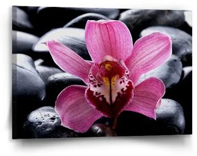 Sablio Obraz Ružová orchidea - 90x60 cm