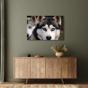 Obraz psa husky (90x60 cm)