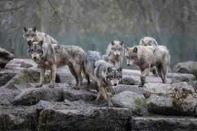 Plagát, Obraz - Vlci - Grey Wolf