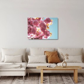 Sklenený obraz - Čerešňový kvet (70x50 cm)
