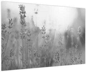 Obraz - Levanduľa (90x60 cm)