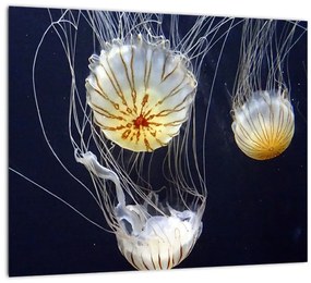 Obraz - medúzy