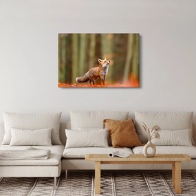 Obraz - Líška (90x60 cm)