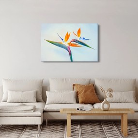Obraz kvetu Strelícia (90x60 cm)