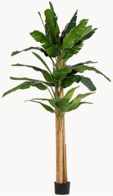 Exteriérová rastlinná dekorácia Banana, V 320 cm