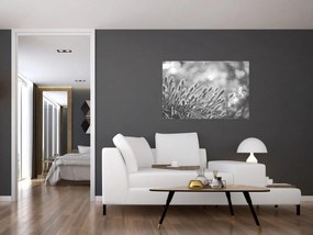 Obraz - Béžová soft grass N⁰1 (90x60 cm)