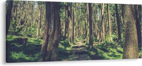 Obraz cesty medzi stromami (120x50 cm)