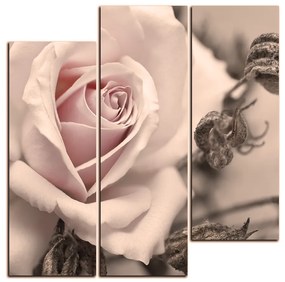 Obraz na plátne - Ruža a uschnuté rastliny - štvorec 3225FC (75x75 cm)