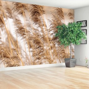 Fototapeta Vliesová Brown reed 250x104 cm