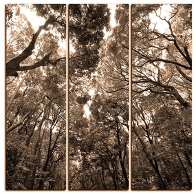 Obraz na plátne - Zelené stromy v lese - štvorec 3194FB (105x105 cm)