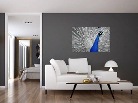 Obraz - modrý páv (90x60 cm)