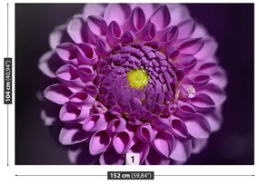 Fototapeta Vliesová Dahlia ružová 208x146 cm