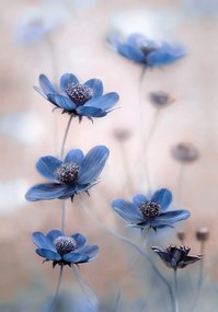 Umelecká fotografie Cosmos blue, Mandy Disher, (26.7 x 40 cm)