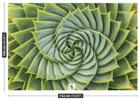 Fototapeta Vliesová Aloe symmetry 250x104 cm