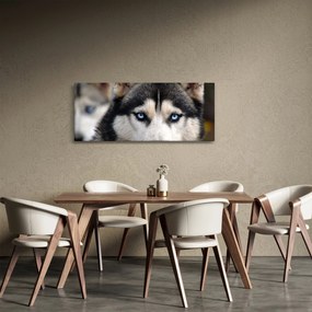 Obraz psa husky (120x50 cm)