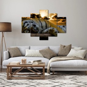 Obraz spiaceho tigra (150x105 cm)