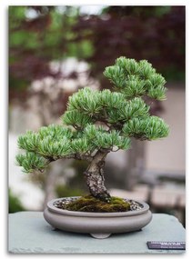 Gario Obraz na plátne Bonsai strom na kameňoch Rozmery: 60 x 90 cm
