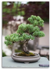 Gario Obraz na plátne Bonsai strom na kameňoch Rozmery: 70 x 100 cm