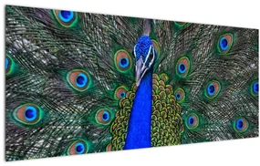 Obraz - Páv (120x50 cm)