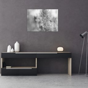 Sklenený obraz - Boho pampas grass (70x50 cm)