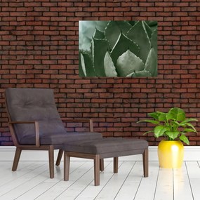 Obraz - Zelená agáve (70x50 cm)