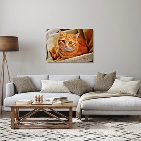 Sklenený obraz ležiace mačky (70x50 cm)