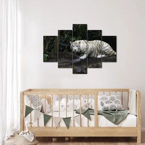 Obraz - Tiger albín (150x105 cm)