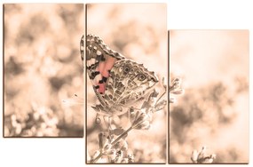 Obraz na plátne - Motýľ na levandule 1221FD (105x70 cm)