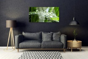 Skleneny obraz Tráva rosa kvapky rastlina 100x50 cm