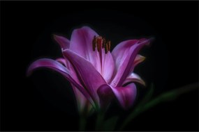 Obraz ľalia (90x60 cm)