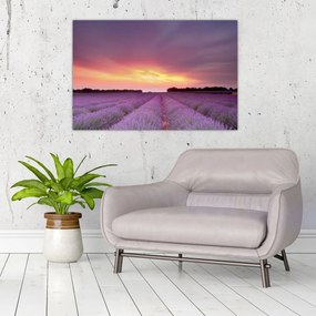 Obraz - Levanduľové pole (90x60 cm)
