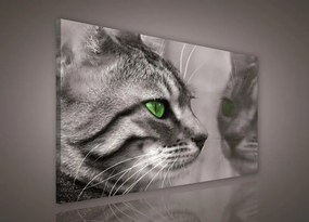 Obraz na plátně mačka 100 x 75 cm