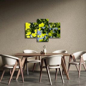 Obraz - javorové listy (90x60 cm)