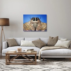 Sklenený obraz detailu pavúka (70x50 cm)