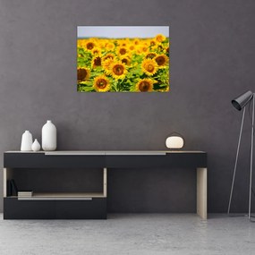 Sklenený obraz - Slnečnica (70x50 cm)