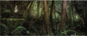 Obraz - Tajomný les (120x50 cm)