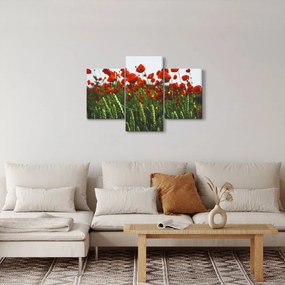 Obraz vlčích makov vo vetre (90x60 cm)