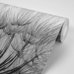 Samolepiaca fototapeta čiernobiela rozkvitnutá púpava - 150x100