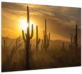 Obraz - Kaktusy Saguaro (70x50 cm)