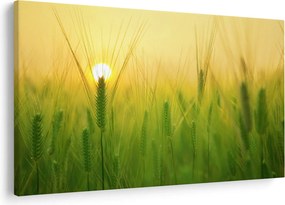 Obraz - Pole s obilím (90x60 cm)