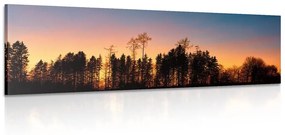 Obraz les zahalený tmou - 150x50