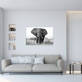 Obraz - Slon africký II. (90x60 cm)