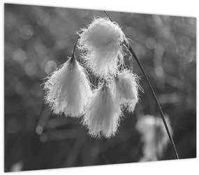Sklenený obraz - Cottongrass (70x50 cm)
