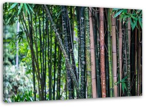 Obraz na plátně Bambusová lesní zelená - 90x60 cm