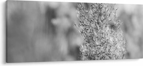 Obraz - Boho pampas grass (120x50 cm)
