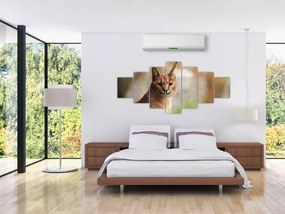 Rys ostrovid - obraz