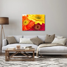 Obraz - Kvety Gerbery (70x50 cm)