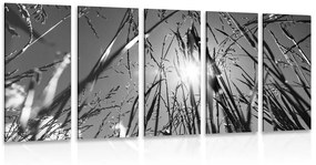 5-dielny obraz poľná tráva v čiernobielom prevedení - 100x50